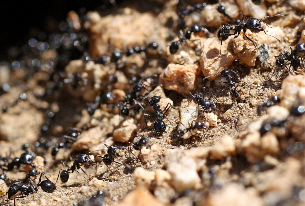 Pest Control Treatment by Gato Lawn & Pest Control