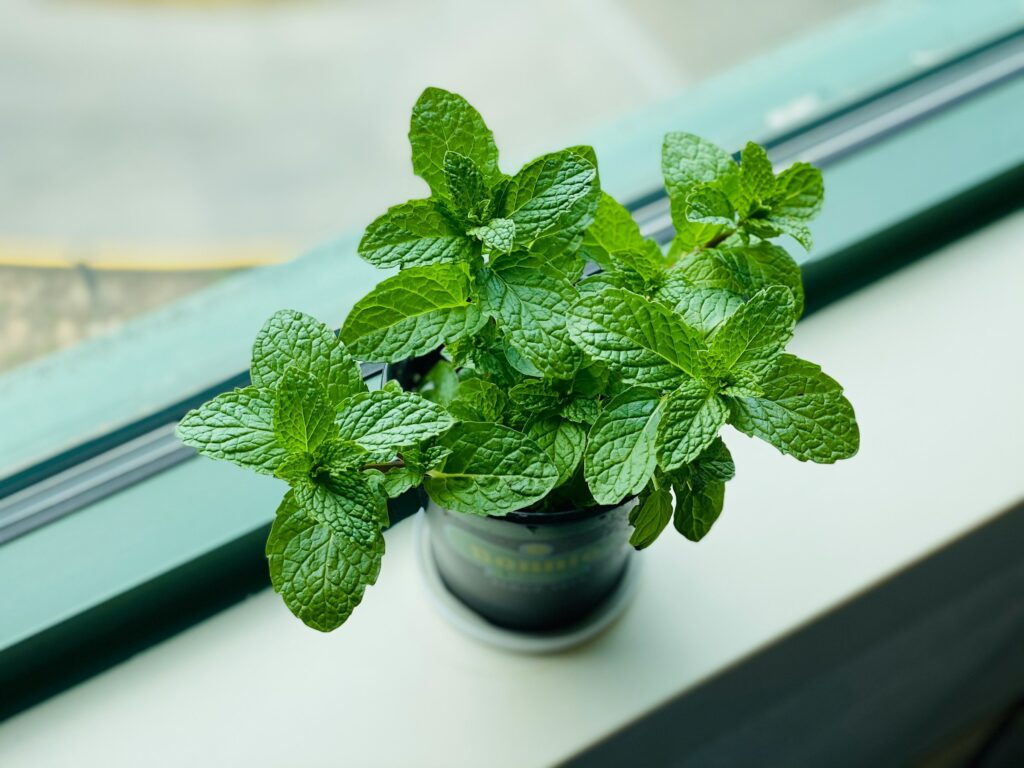 mint aids in pest prevention by serving as a natural bug deterrent