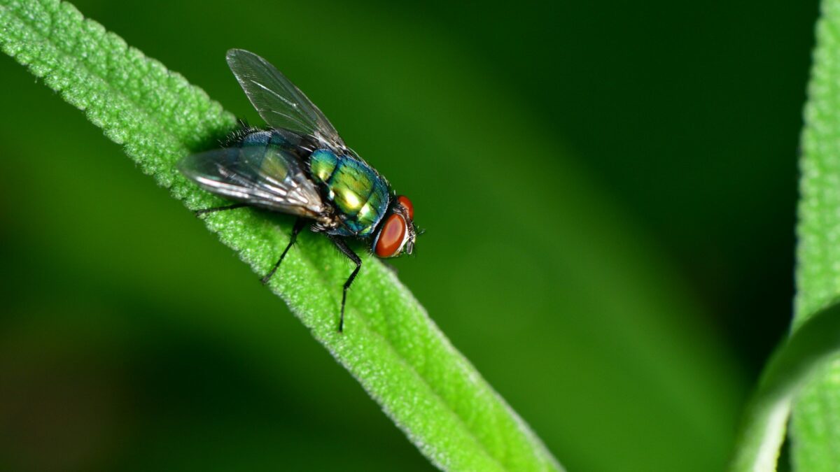 Gato Guard offers central Florida pest control services to help prevent fly infestations around your home or property.
