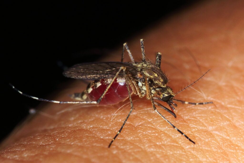 Mosquito biting someone means call Gato Guard to get rid of biting pests around your home