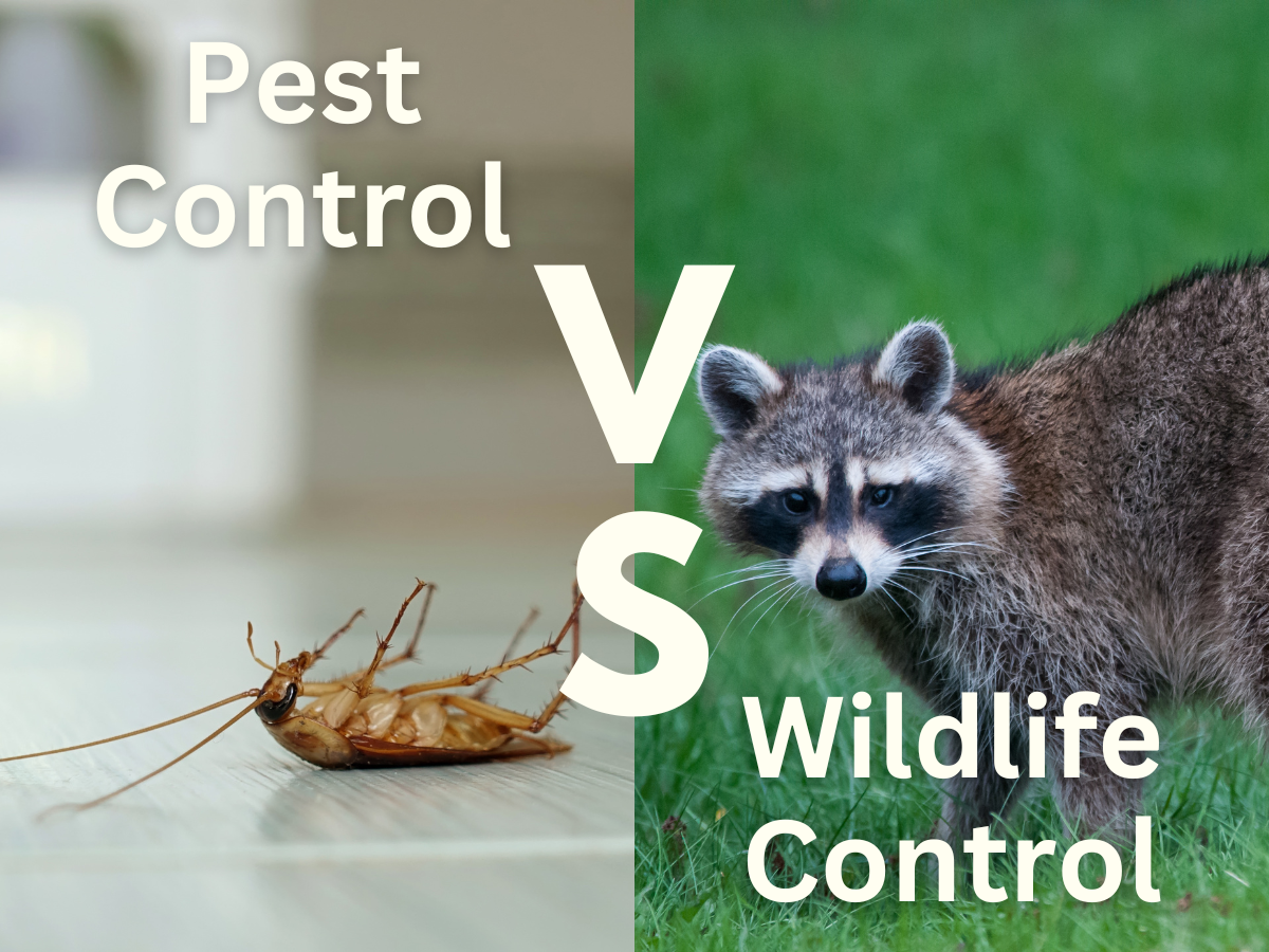 Gato Guard pest control vs wildlife control blog cover photo