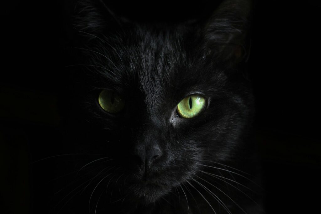 Black Cat Eye photo for Gato Guard blog post