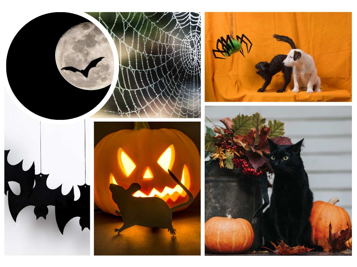 GATO GUARD Creepy Halloween Creatures Blog Cover Photo