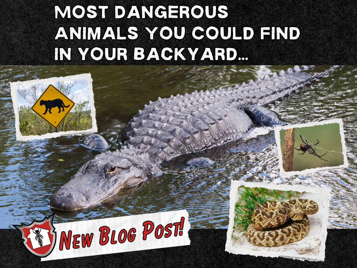 GATO Dangerous Florida Blog Post Cover Photo