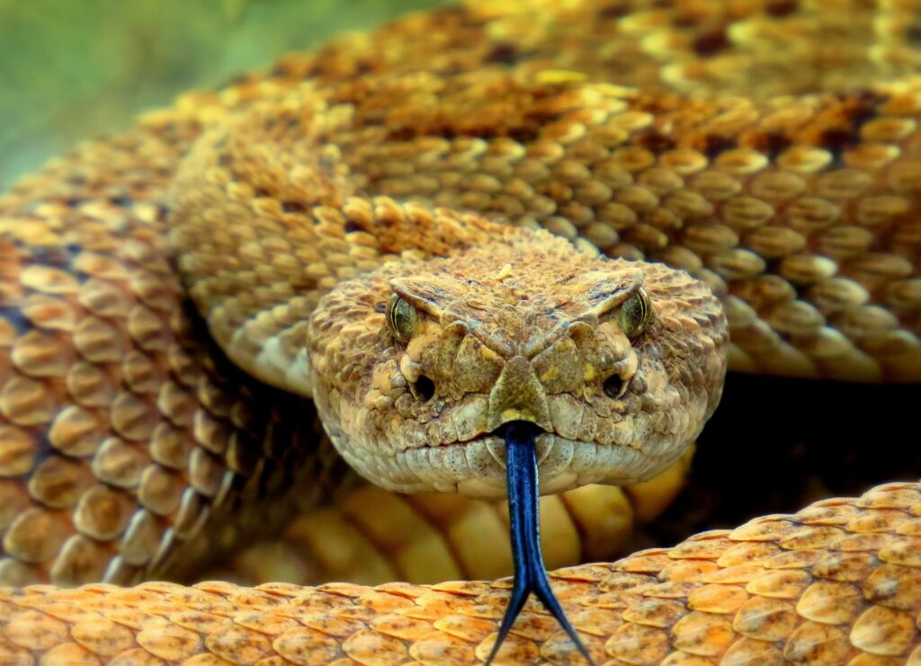 Rattlesnake for GATO Blog post about dangerous animals in your backyard 2025. Cover photo