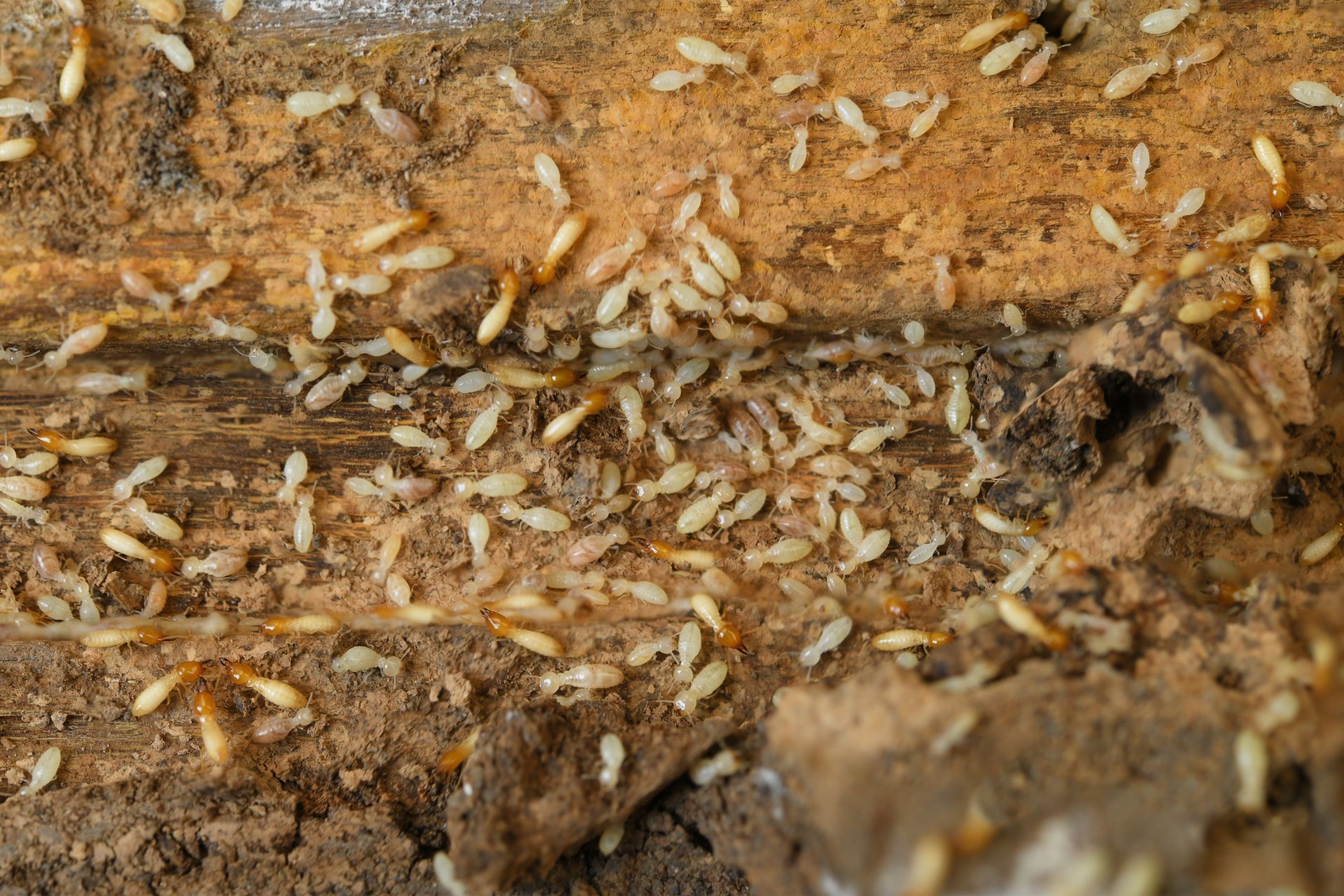 Who’s the Best Exterminator for Getting Rid of Termites in Orlando?