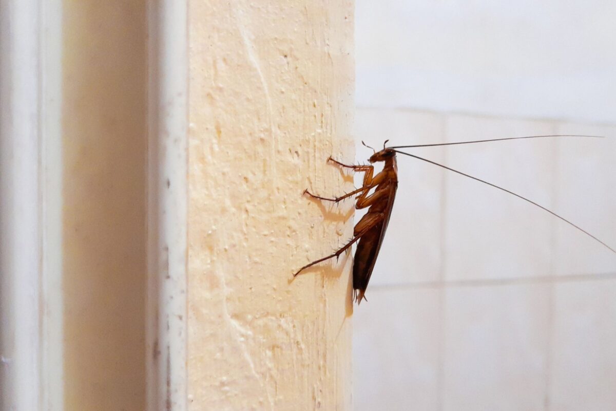 Top 8 Reasons to Choose Gato Lawn & Pest Control for Cockroach Control