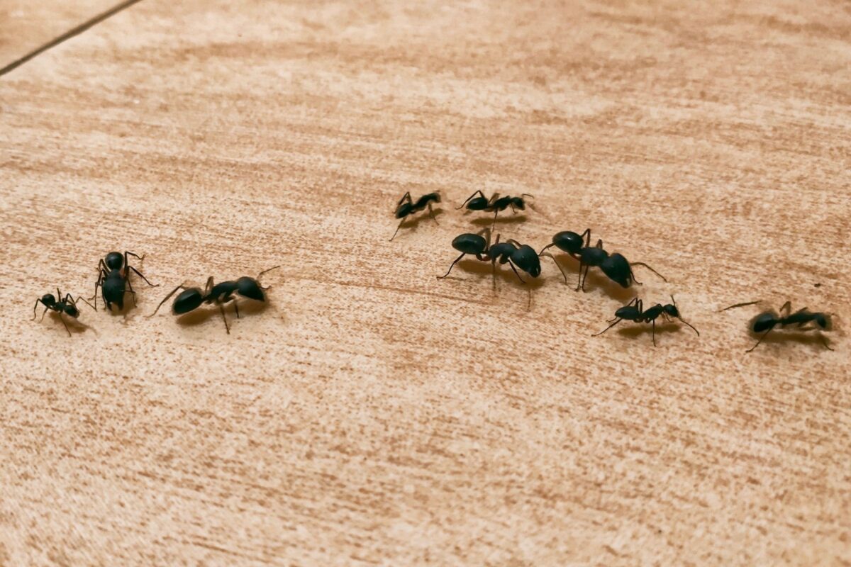 Who’s the Best Exterminator for Getting Rid of Ants in Orlando?
