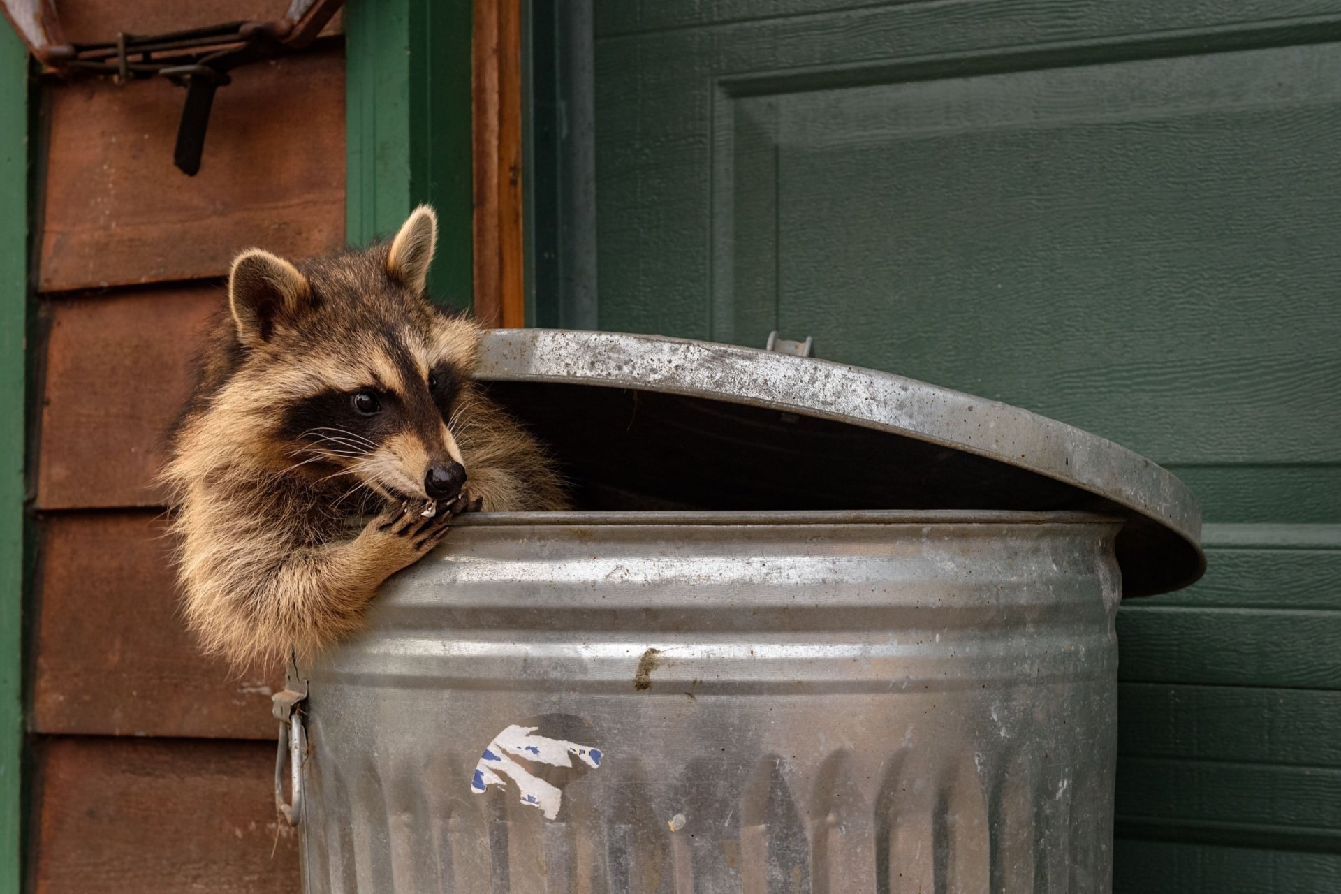Who’s the Top Pest Control Company for Getting Rid of Wildlife in Orlando?