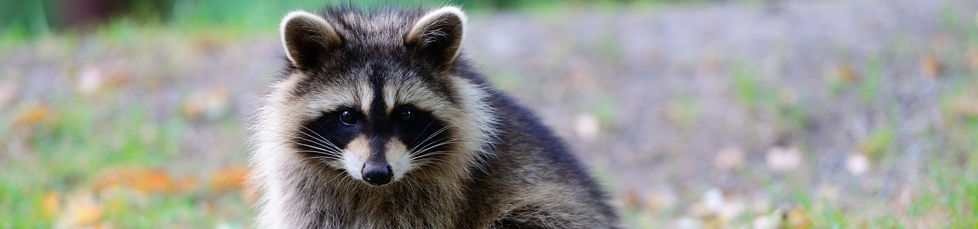Amd Raccon Raccoon Control in Orlanda Area | Humane Raccoon Removal
