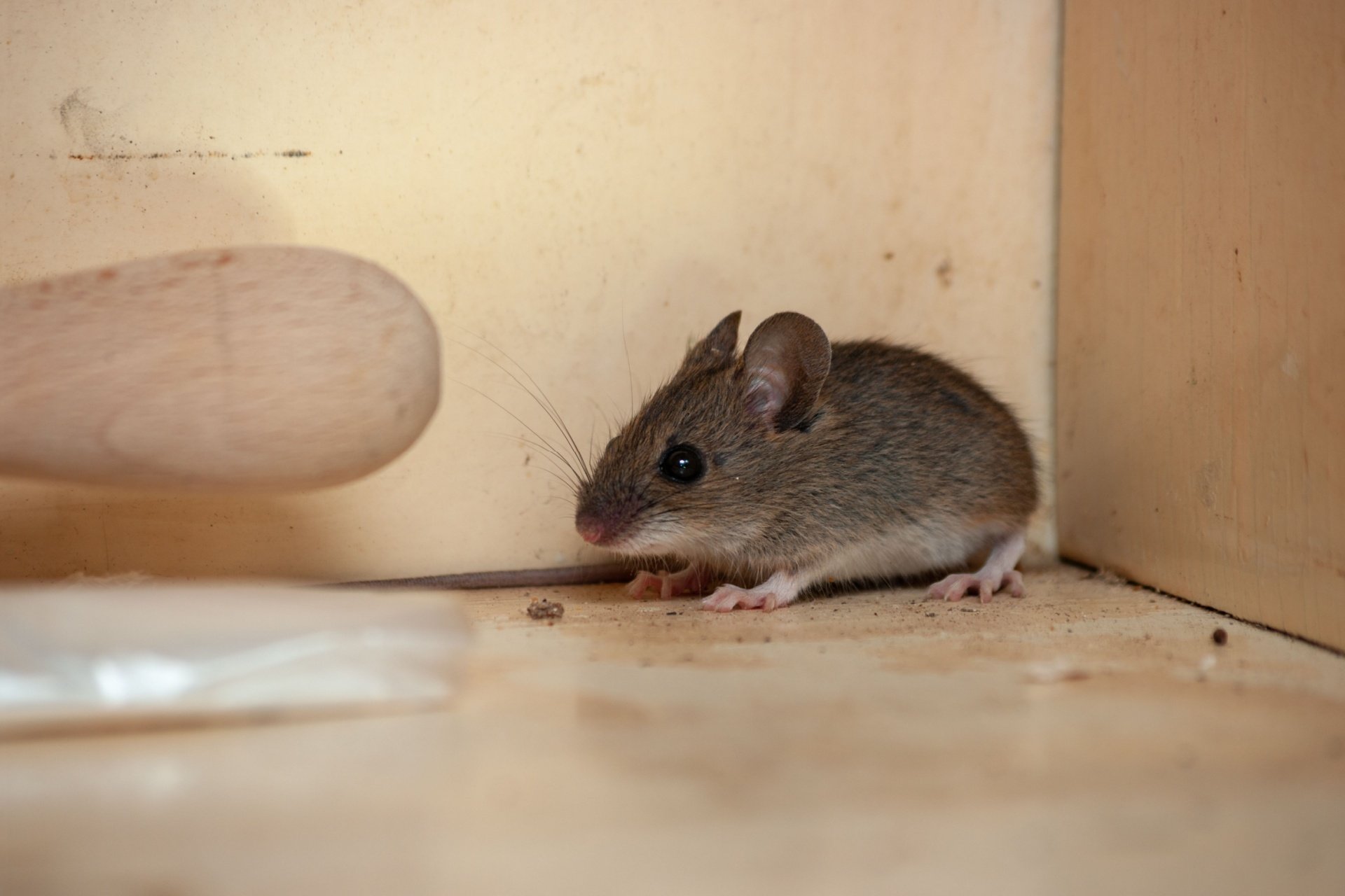 How Do I Know If I Have a Rodent Problem in My Orlando Home?