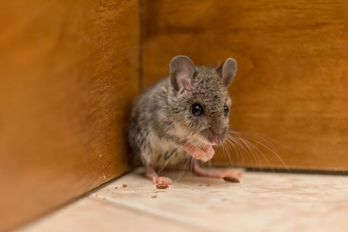 Rodent Control Experts in Oviedo, FL