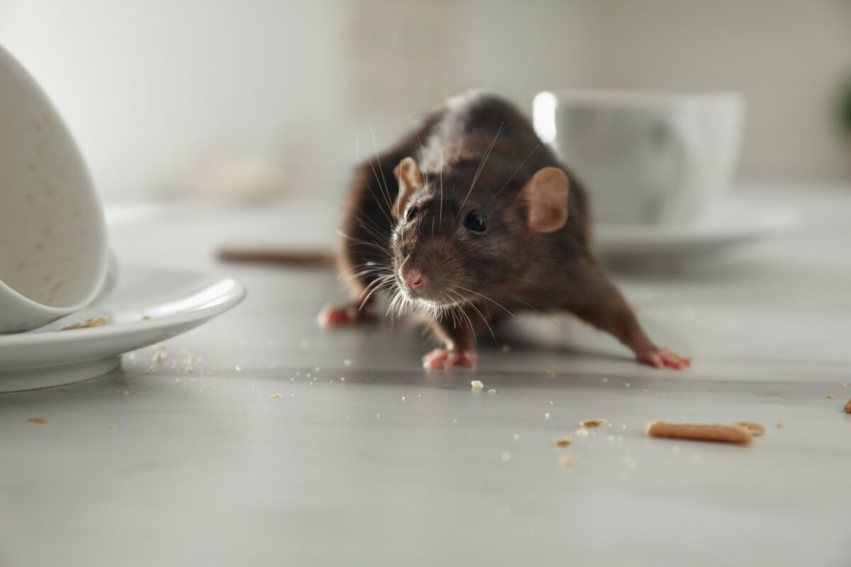 Are Rodents a Common Problem in Oviedo, FL?