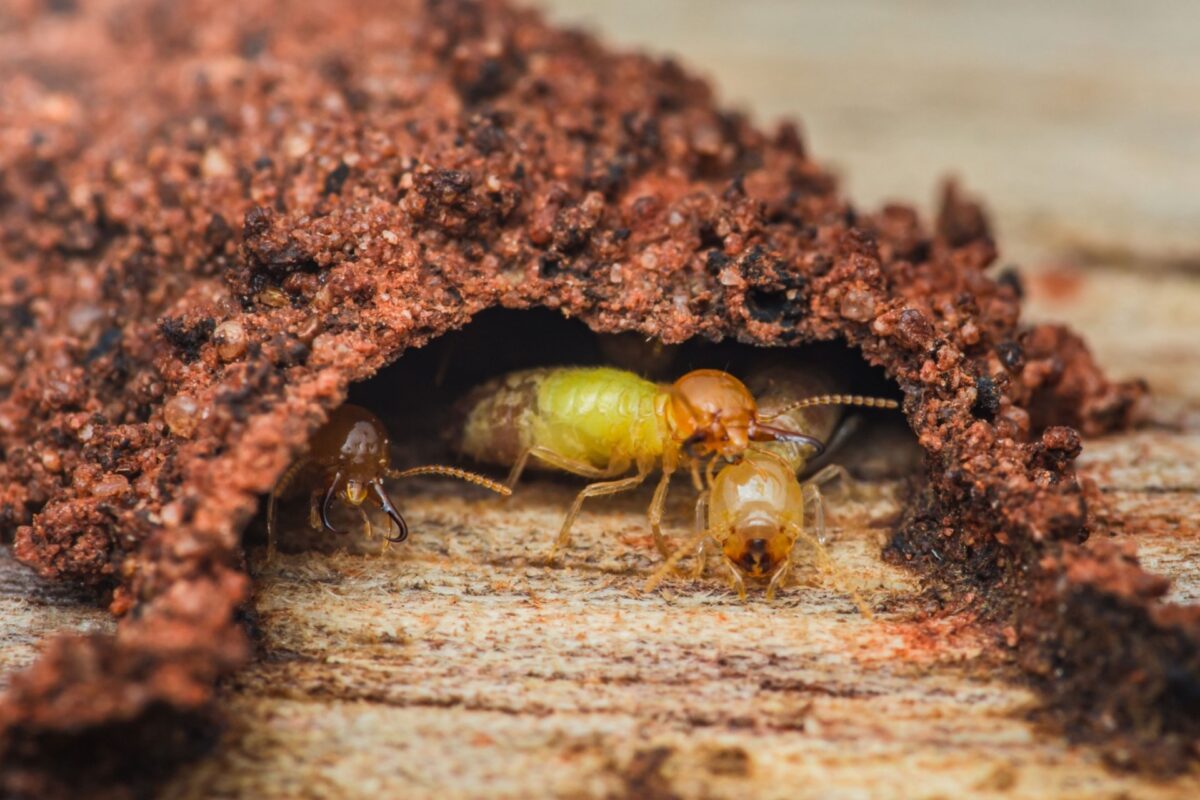 Do Termites Cause Expensive Damage?