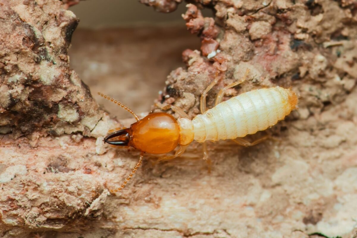 How Often Should I Get a Termite Inspection in Orlando?