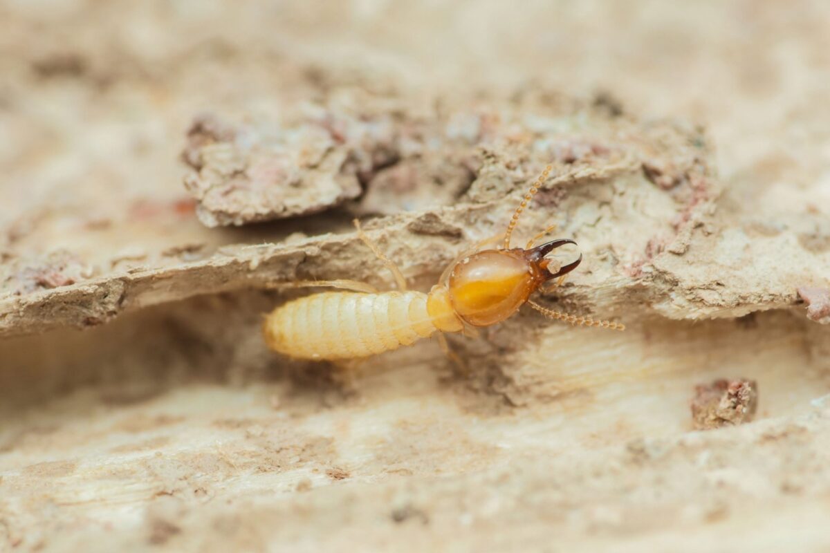 Best Termite Exterminators in the Orlando, FL Area