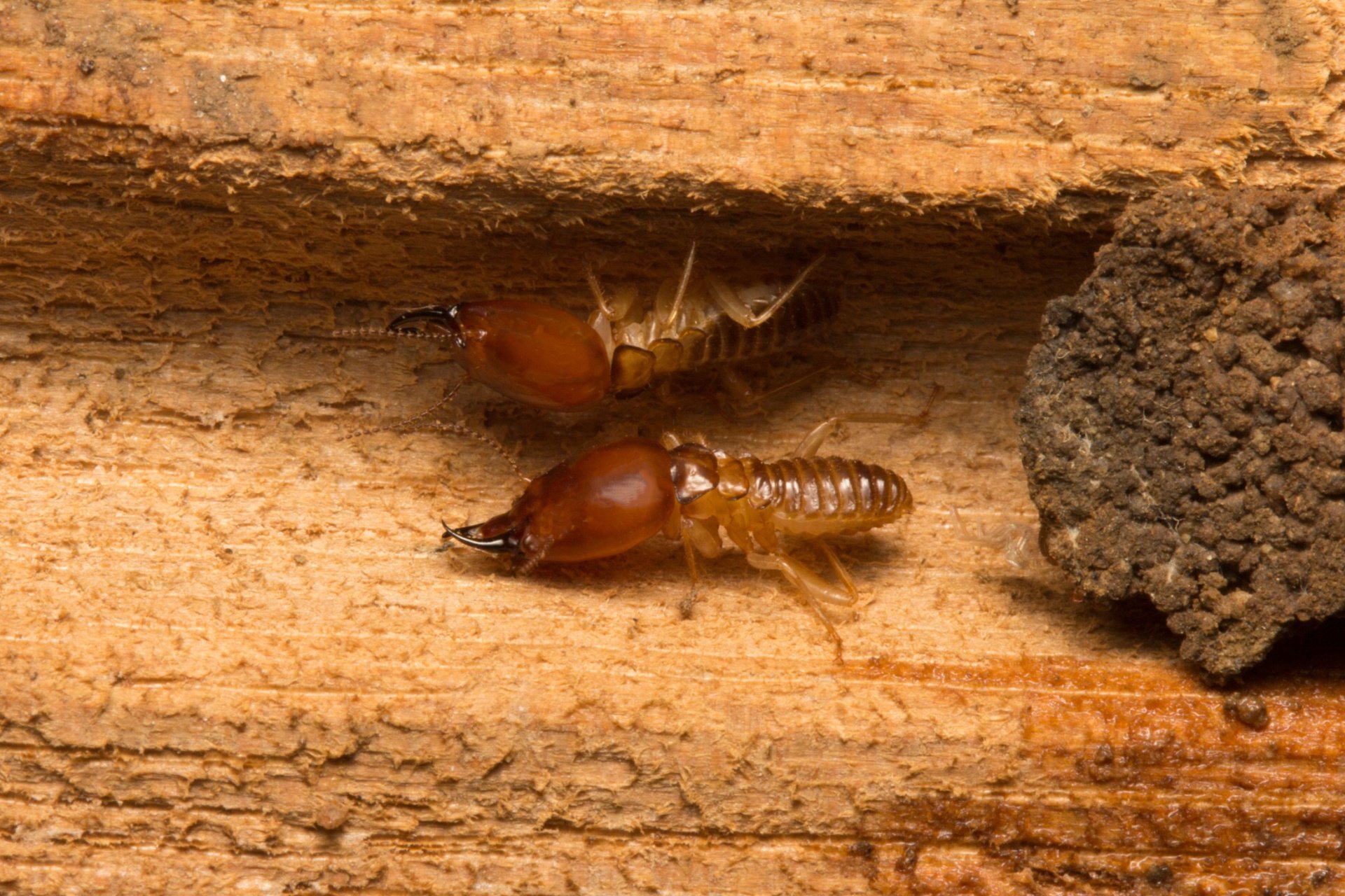 How Often Should I Get a Termite Inspection for My Home?