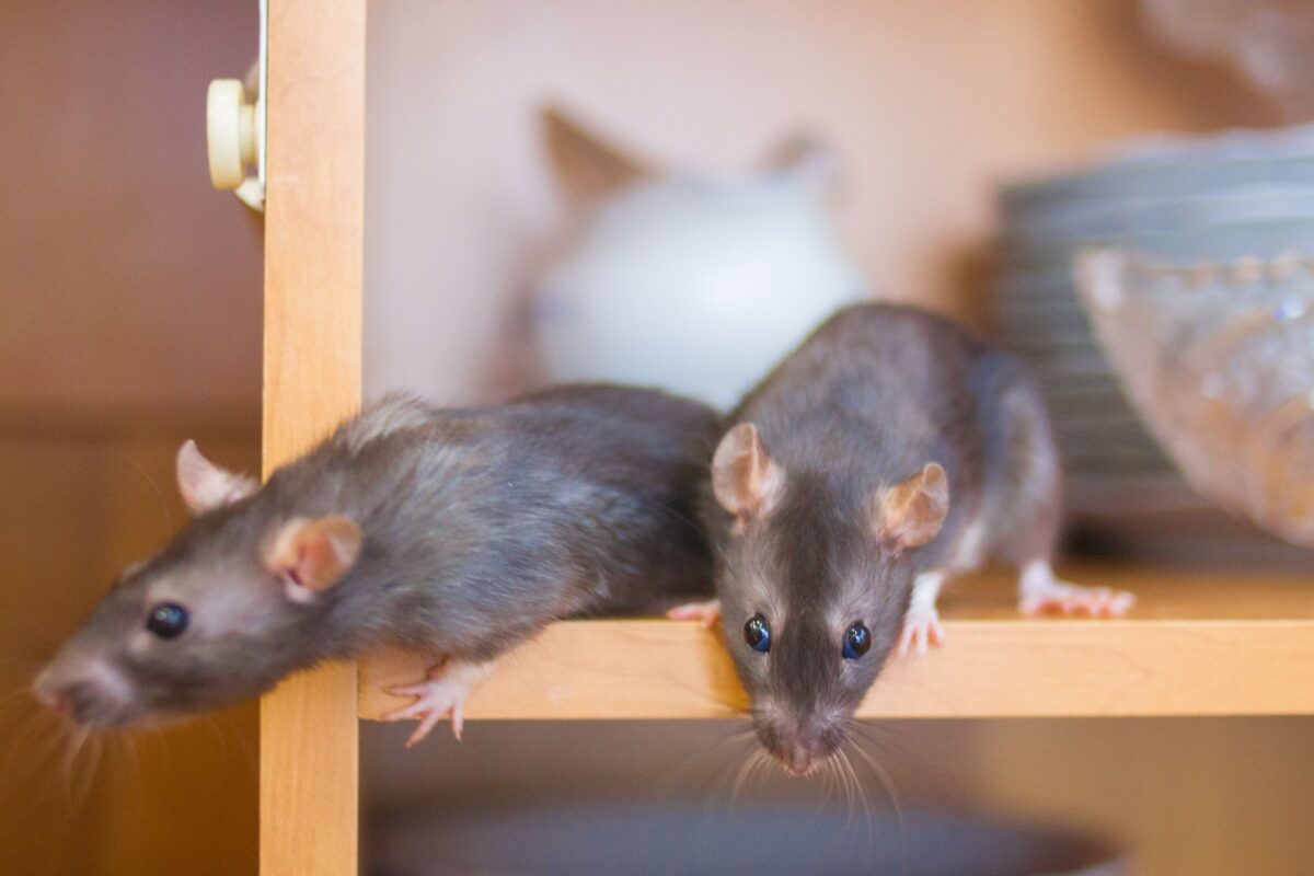 Orlando Rodent Control: How Florida's Climate Attracts Rats Year-Round