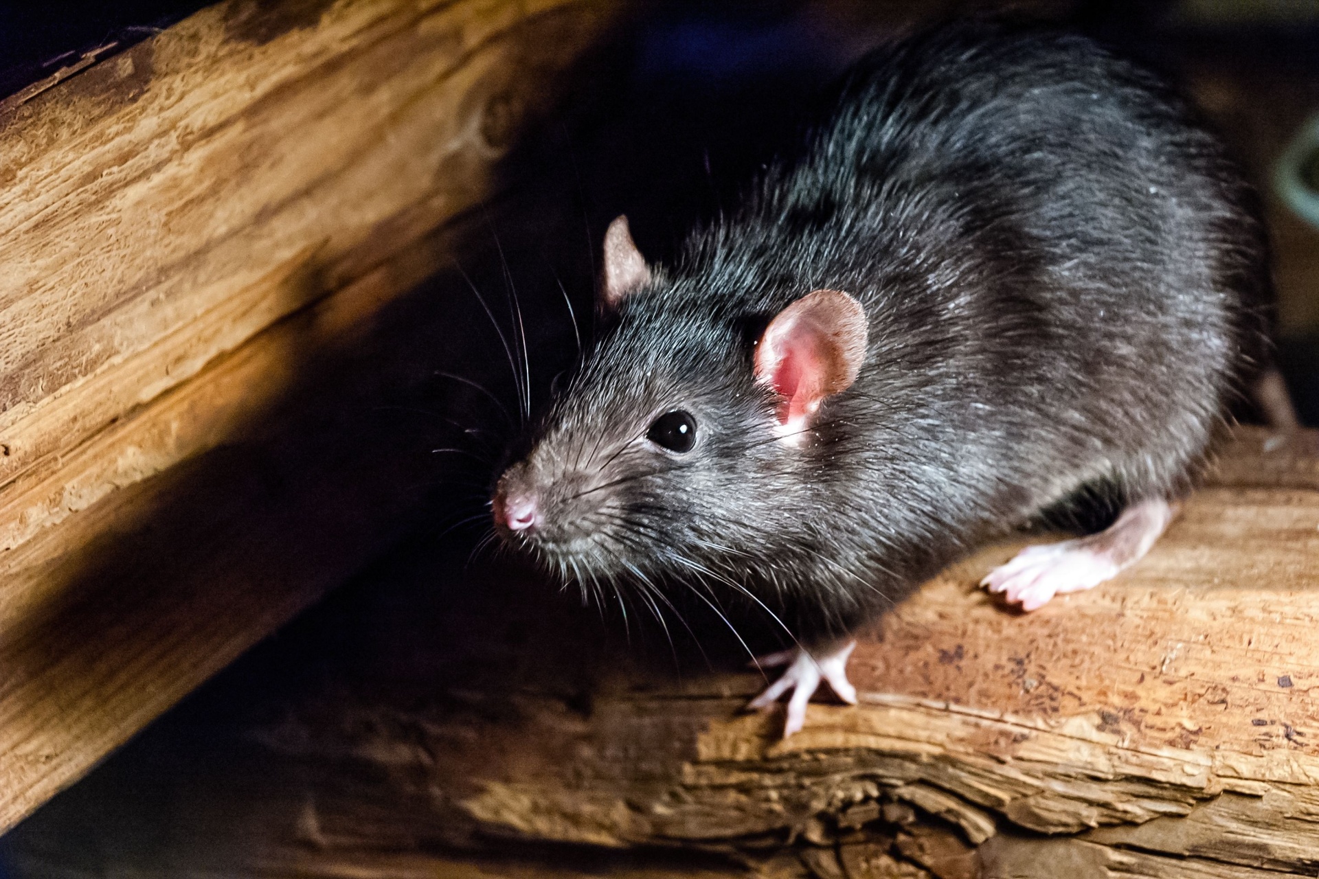 Rats vs. Mice: Which Rodent Is Invading Orlando Homes Most Often?