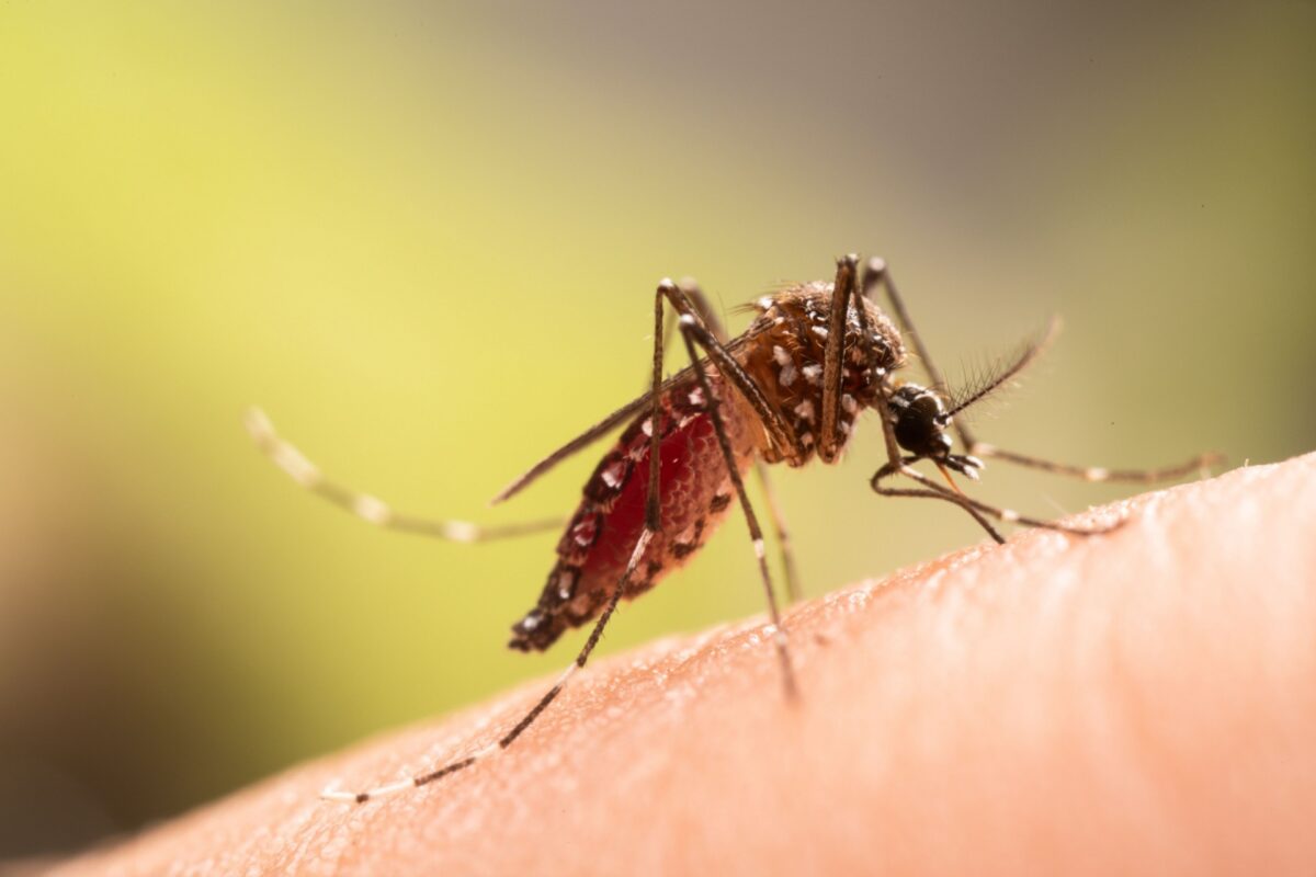 Best Mosquito Exterminators in Orlando, FL
