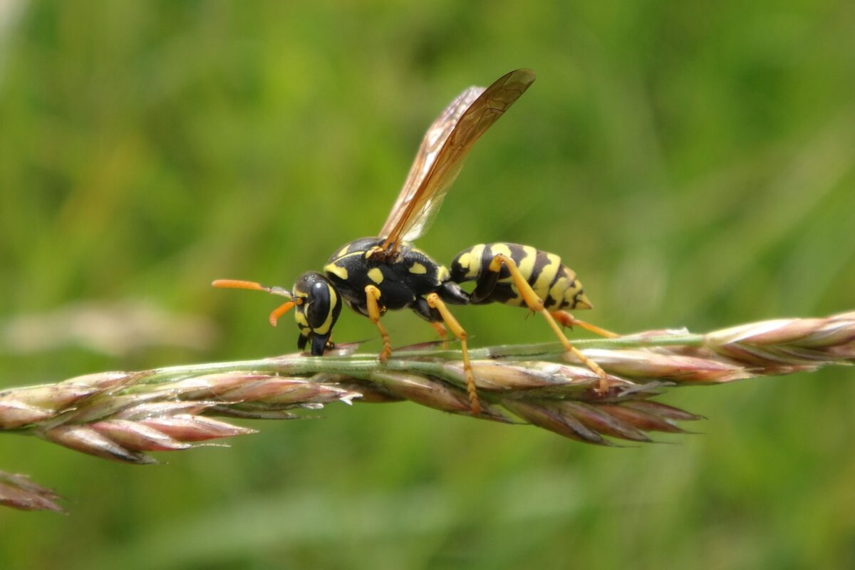 The Most Common Stinging Insects in Orlando (Wasps, Hornets, Bees & More)