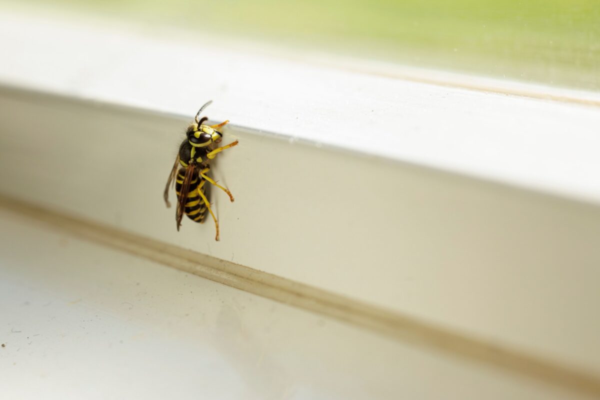 DIY Wasp Removal vs. Professional Stinging Insect Control in Orlando, FL