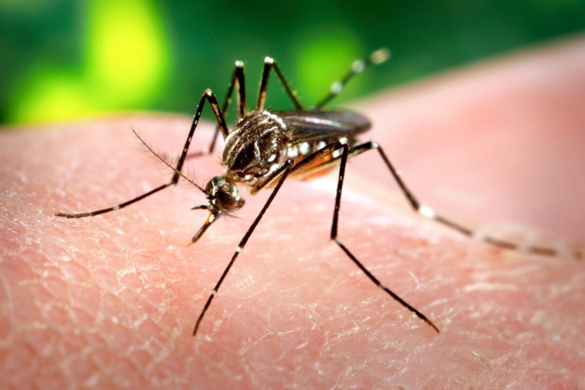 Why Mosquitoes Are So Bad in Orlando (And What You Can Do About It)