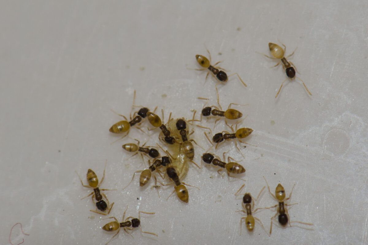 The Most Common Ant Species Found in Orlando Homes
