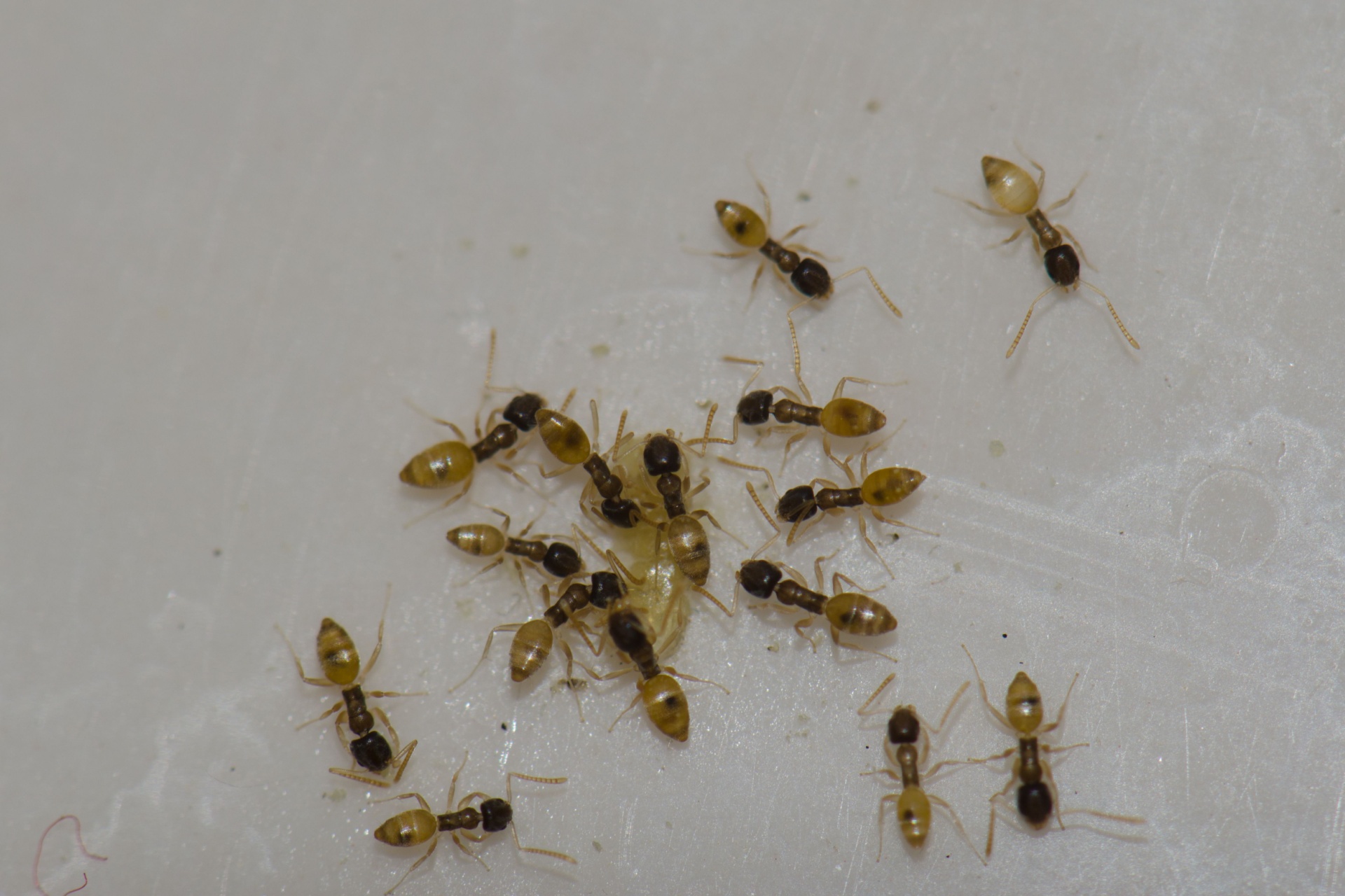 The Most Common Ant Species Found in Orlando Homes