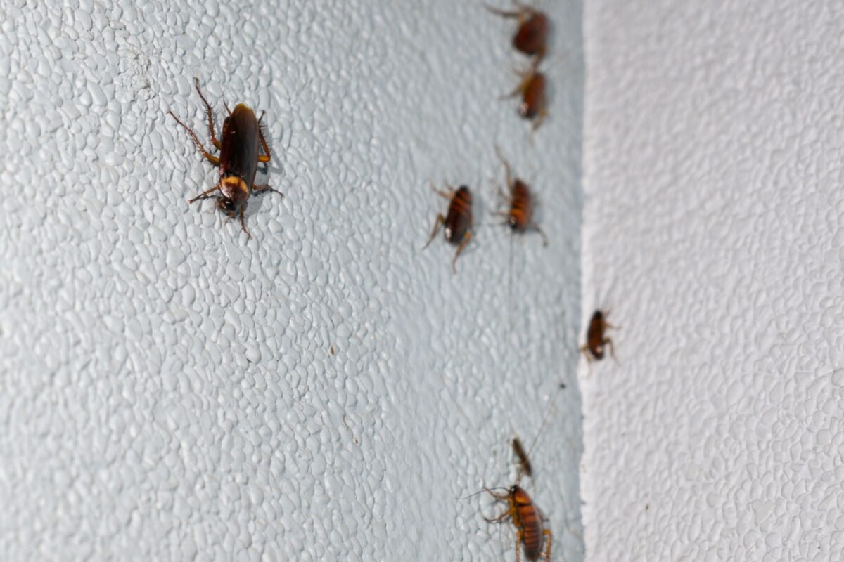 Why New Construction Homes in Orlando Still Get Cockroaches