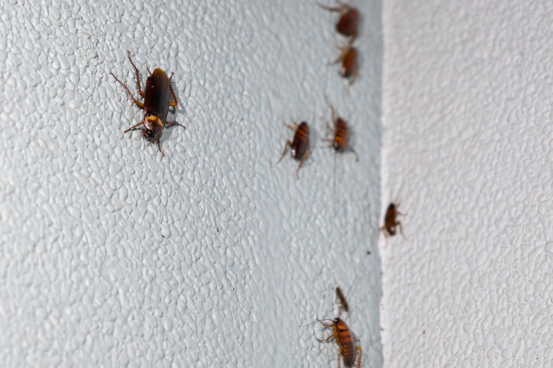 Why New Construction Homes in Orlando Still Get Cockroaches