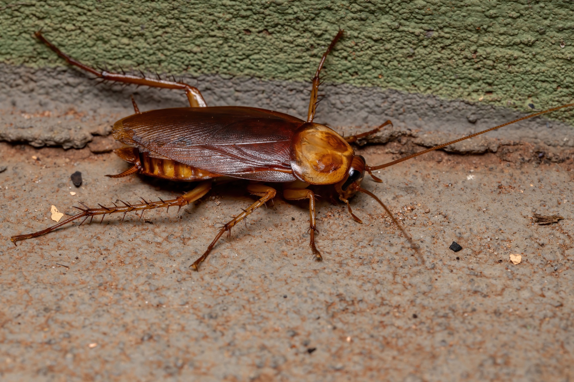 Palmetto Bugs vs. German Cockroaches: Which Pest Is Invading Your Orlando Home?