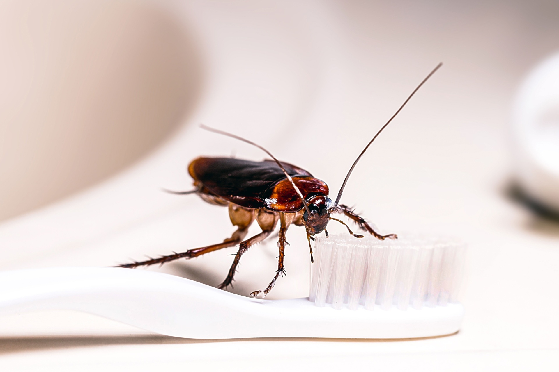 Why Orlando Homes See More Palmetto Bugs During Summer Storm Season