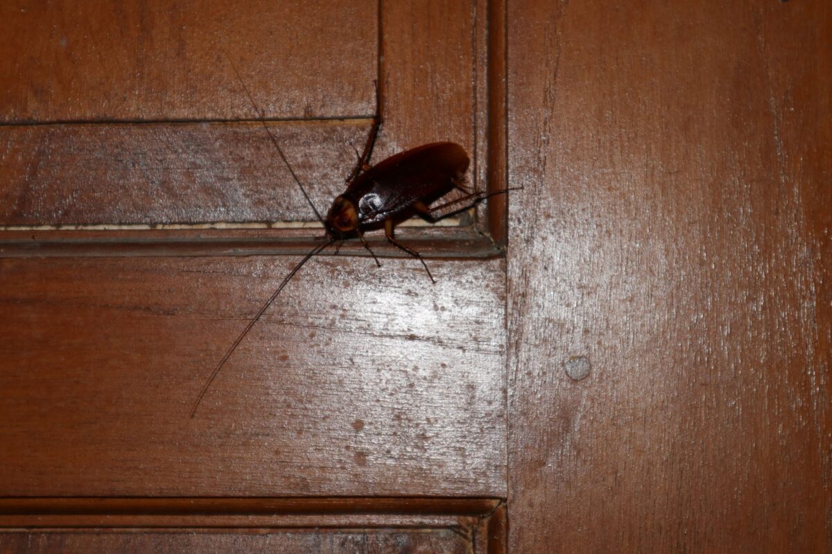 Why Are Palmetto Bugs Showing Up in My Bathroom at Night?