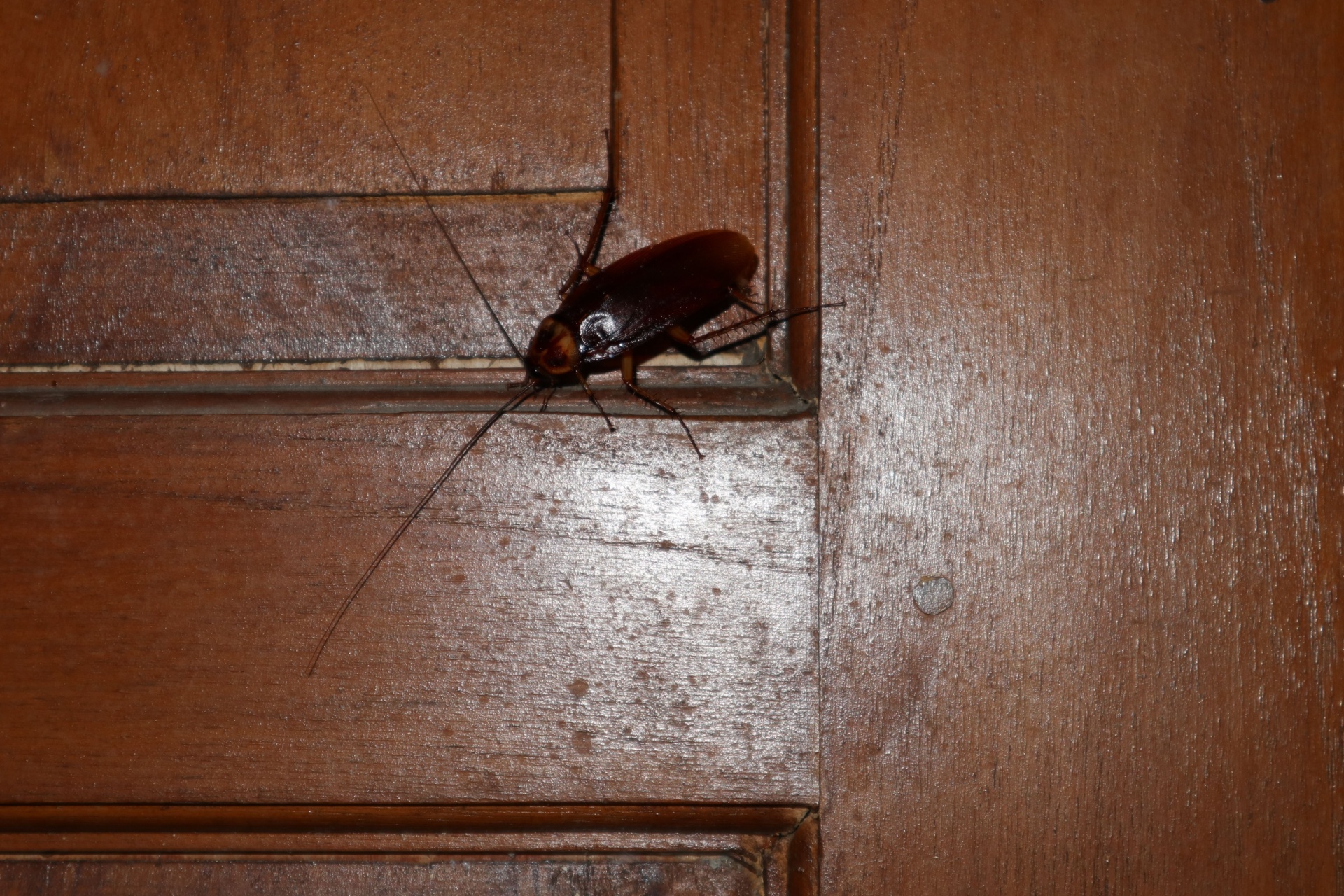 Why Are Palmetto Bugs Showing Up in My Bathroom at Night?