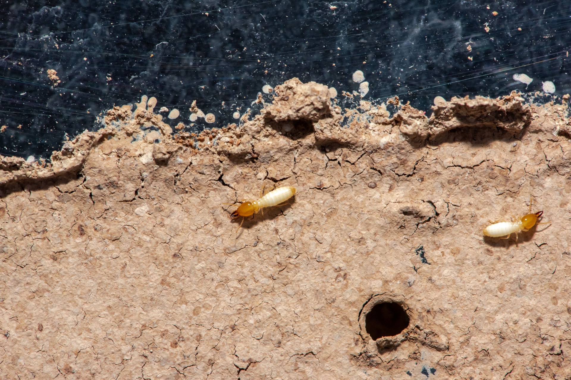 Why Orlando Homes Are at Risk for Termites Year-Round