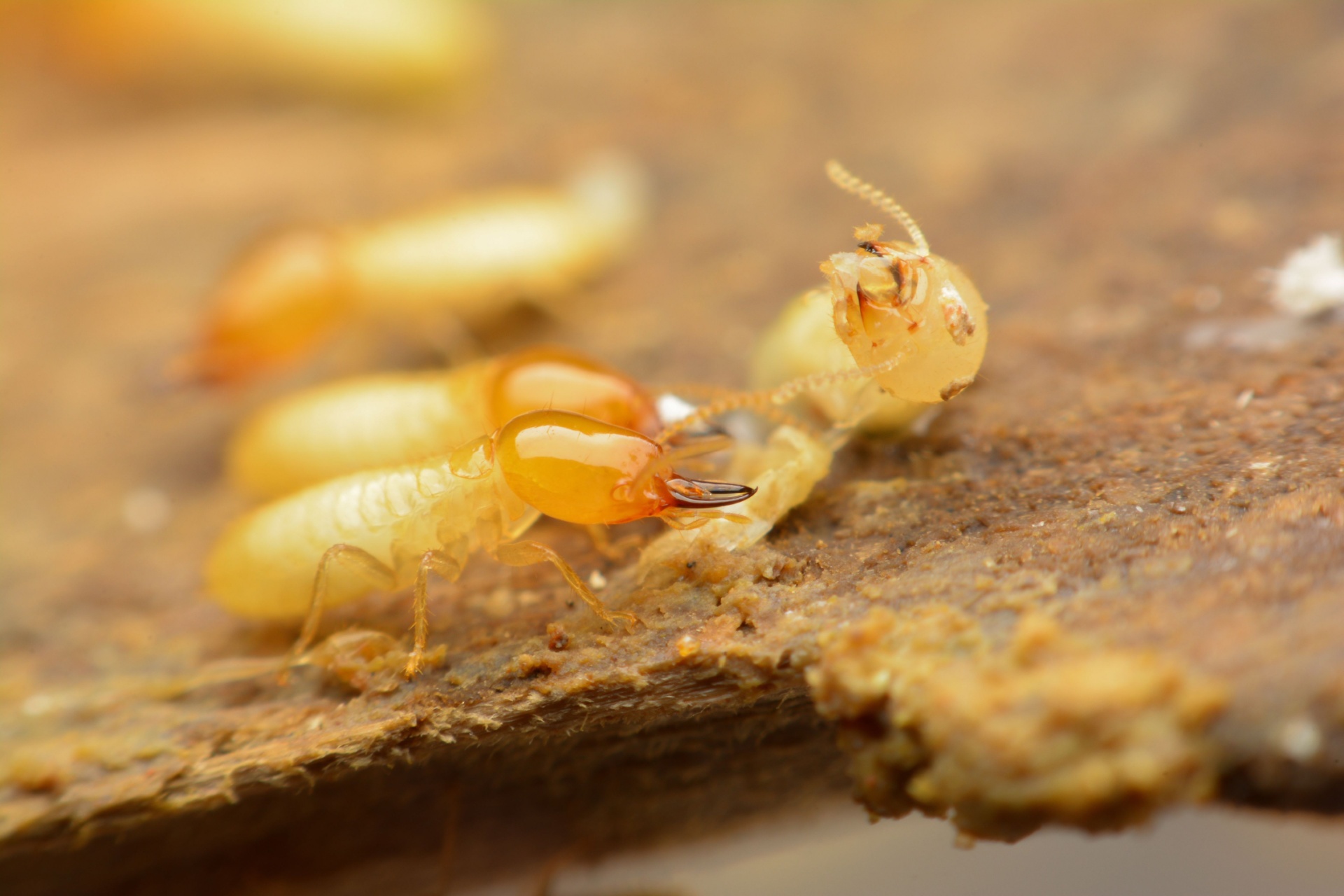 The Hidden Moisture Problems That Can Attract Termites in Orlando